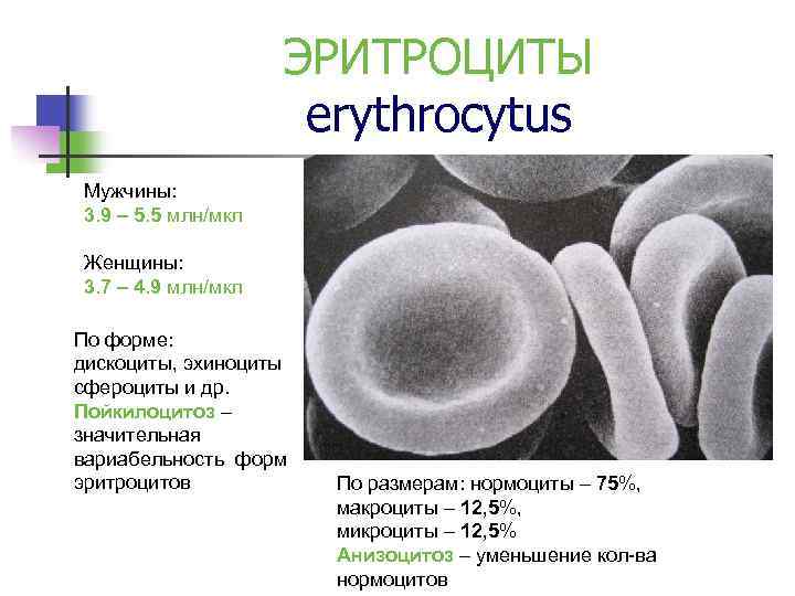 ЭРИТРОЦИТЫ erythrocytus Мужчины: 3. 9 – 5. 5 млн/мкл Женщины: 3. 7 – 4.