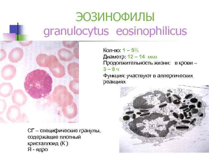 Специфические гранулы эозинофилов. Эозинофилы функции. Кристаллоид в эозинофилы это. Эозинофилы в крови 0