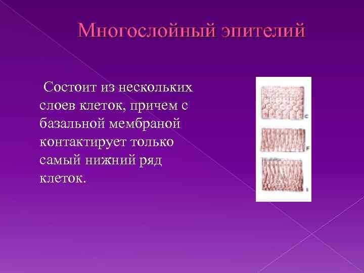 Многослойный эпителий Состоит из нескольких слоев клеток, причем с базальной мембраной контактирует только самый