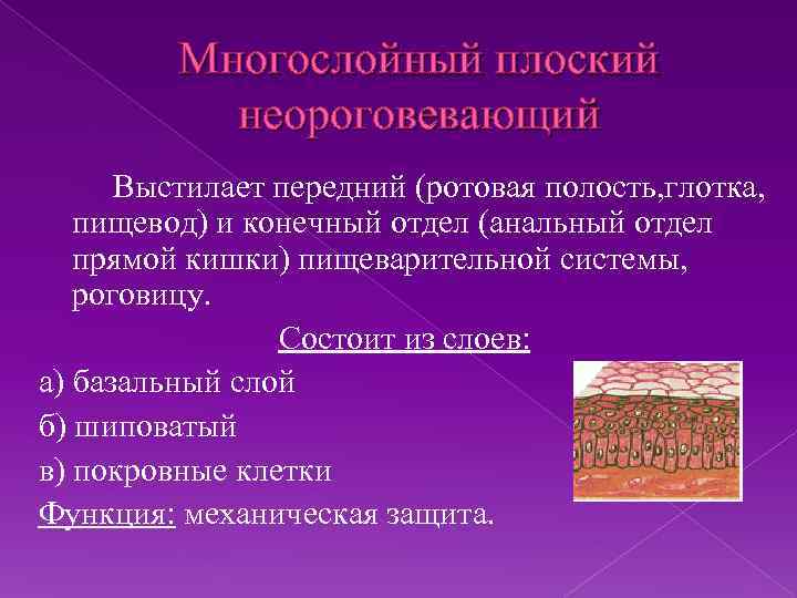 Многослойный плоский неороговевающий Выстилает передний (ротовая полость, глотка, пищевод) и конечный отдел (анальный отдел