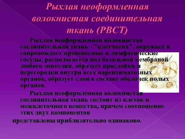 Рыхлая неоформленная волокнистая соединительная ткань (РВСТ) Рыхлая неоформленная волокнистая соединительная ткань - 