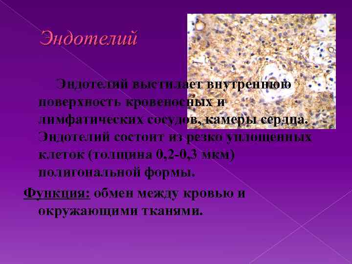 Эндотелий выстилает внутреннюю поверхность кровеносных и лимфатических сосудов, камеры сердца. Эндотелий состоит из резко