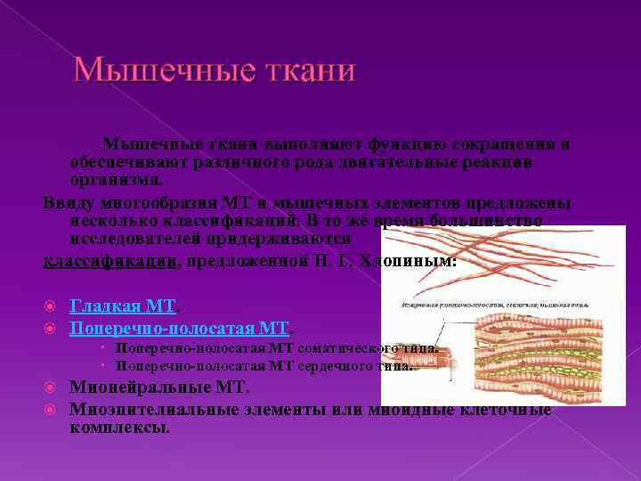 Мышечные ткани выполняют функцию сокращения и обеспечивают различного рода двигательные реакции организма. Ввиду многообразия