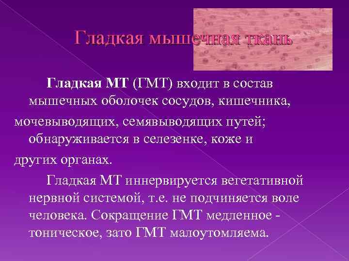 Гладкая мышечная ткань Гладкая МТ (ГМТ) входит в состав мышечных оболочек сосудов, кишечника, мочевыводящих,