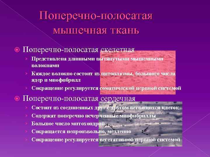 Поперечно-полосатая мышечная ткань Поперечно-полосатая скелетная › Представлена длинными вытянутыми мышечными волокнами › Каждое волокно