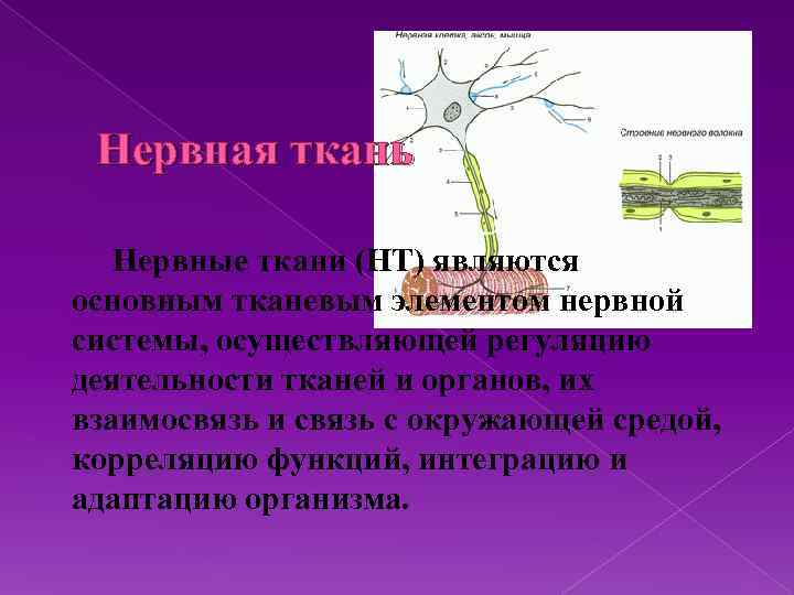 Нервная ткань Нервные ткани (НТ) являются основным тканевым элементом нервной системы, осуществляющей регуляцию деятельности
