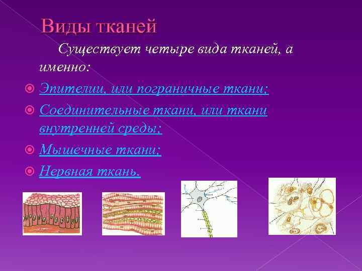 Виды тканей Существует четыре вида тканей, а именно: Эпителии, или пограничные ткани; Соединительные ткани,