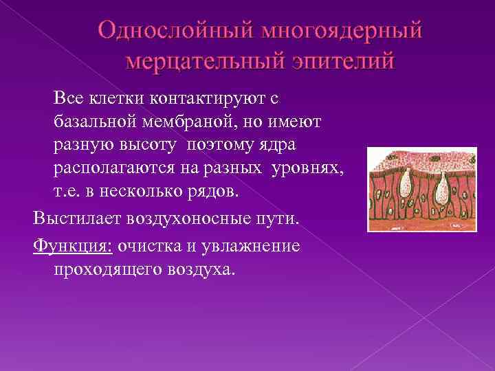 Однослойный многоядерный мерцательный эпителий Все клетки контактируют с базальной мембраной, но имеют разную высоту