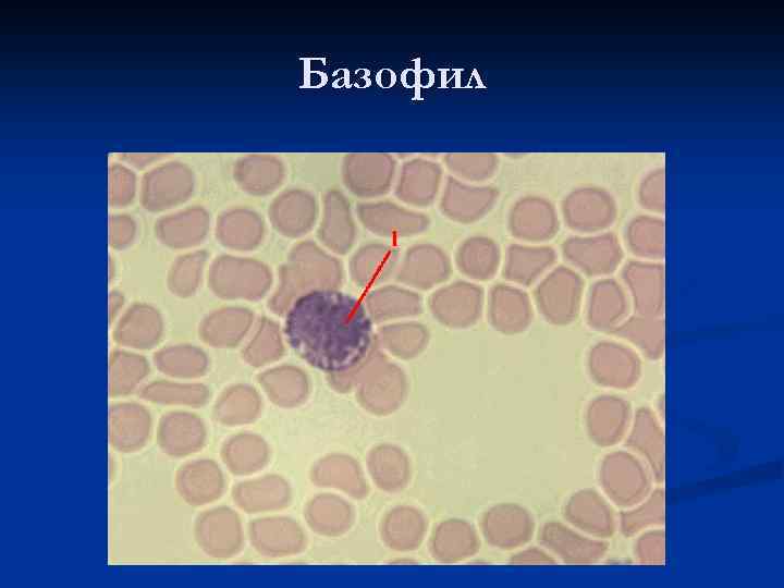 Базофил 