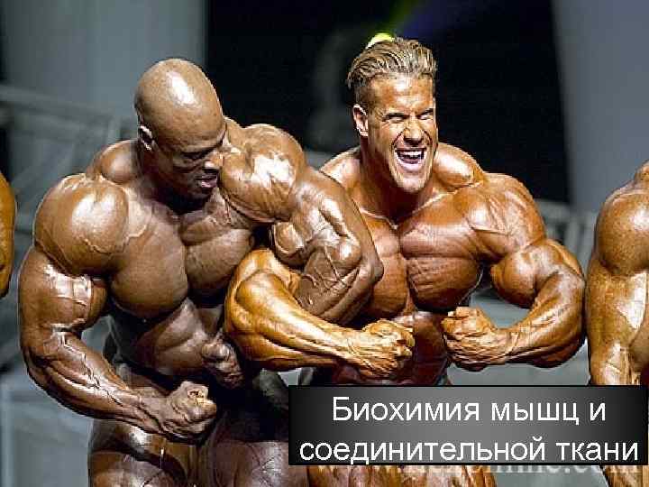 Биохимия мышц и соединительной ткани 