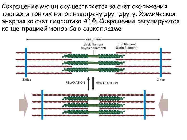 Сокращение мышц осуществляется за счёт скольжения тлстых и тонких ниток навстречу другу. Химическая энергия