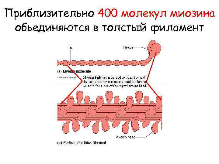 Приблизительно 400 молекул миозина обьединяются в толстый филамент 