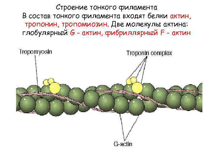 Строение тонкого филамента В состав тонкого филамента входят белки актин, тропонин, тропомиозин. Две молекулы
