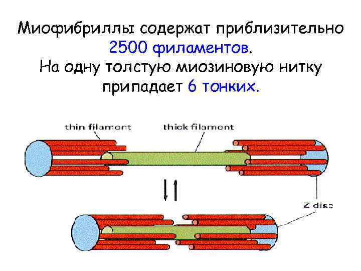 Миофибриллы содержат приблизительно 2500 филаментов. На одну толстую миозиновую нитку припадает 6 тонких. 