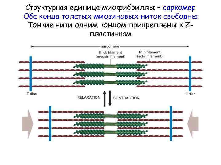 Структурная единица миофибриллы – саркомер Оба конца толстых миозиновых ниток свободны Тонкие нити одним