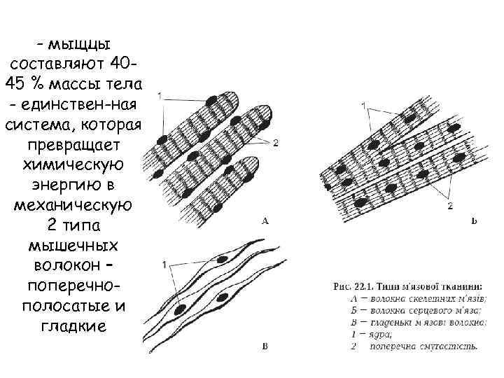 - мыщцы составляют 4045 % массы тела - единствен-ная система, которая превращает химическую энергию