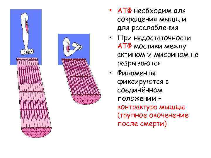  • АТФ необходим для сокращения мышц и для расслабления • При недостаточности АТФ