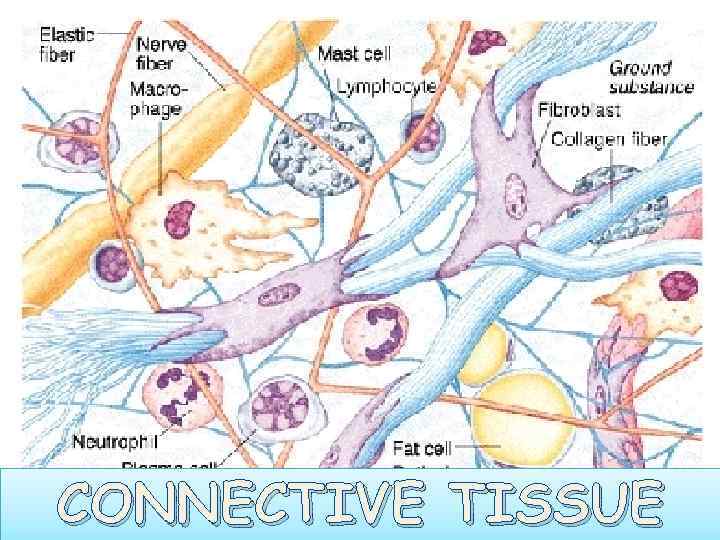 CONNECTIVE TISSUE 