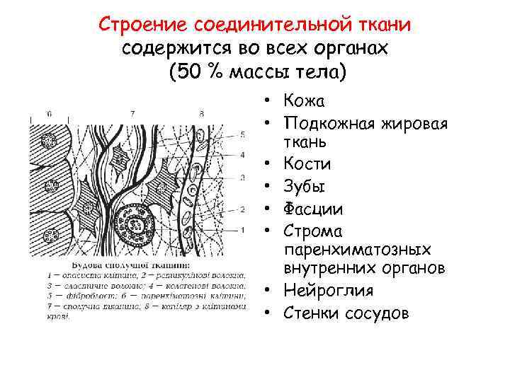 Строение соединительной ткани содержится во всех органах (50 % массы тела) • Кожа •