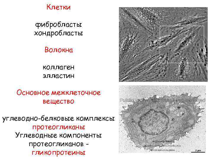 Клетки фибробласты хондробласты Волокна коллаген элластин Основное межклеточное вещество углеводно-белковые комплексы протеогликаны Углеводные компоненты