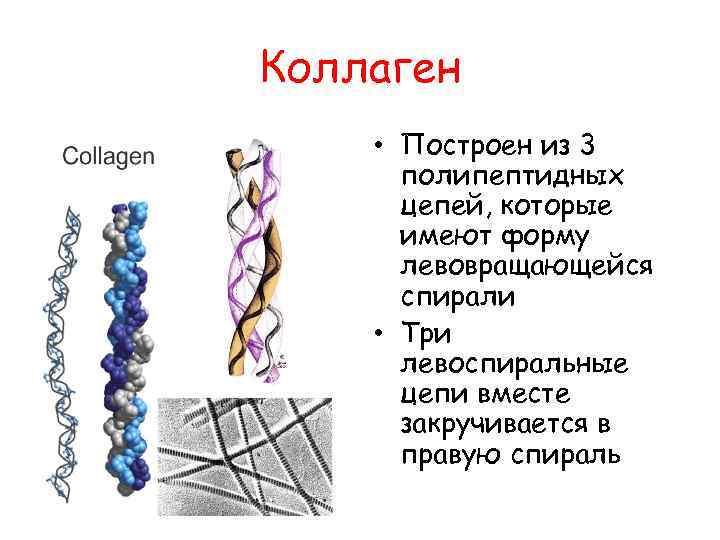 Коллаген презентация по химии