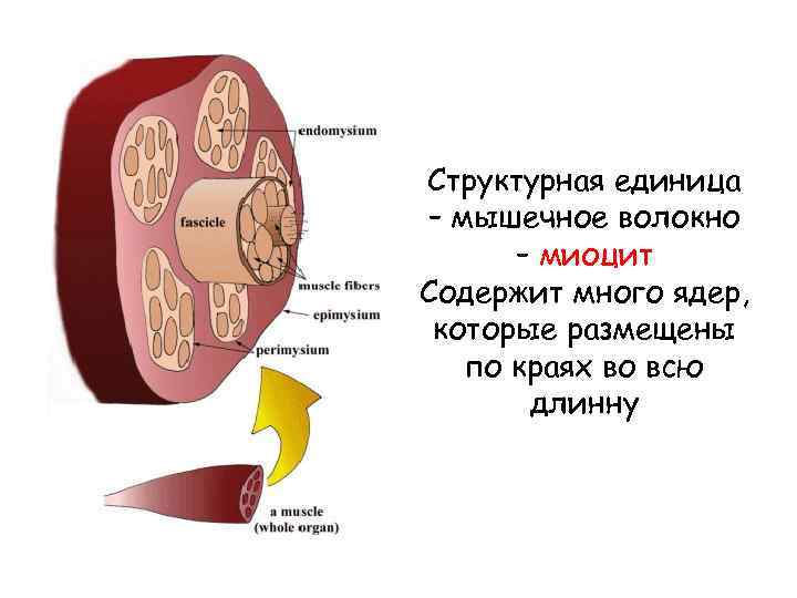 Структурная единица – мышечное волокно – миоцит Содержит много ядер, которые размещены по краях