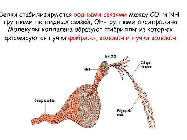 Белки стабилизируются водными связями между СО- и NHгруппами пептидных связей, ОН-группами оксипролина Молекулы коллагена