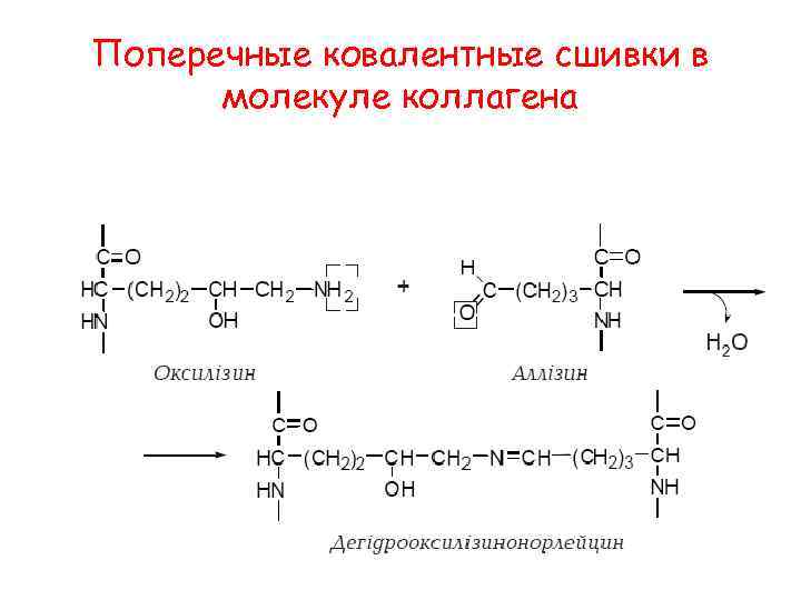 Поперечные ковалентные сшивки в молекуле коллагена 