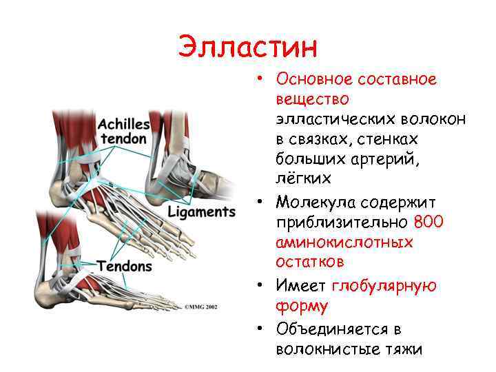 Элластин • Основное составное вещество элластических волокон в связках, стенках больших артерий, лёгких •