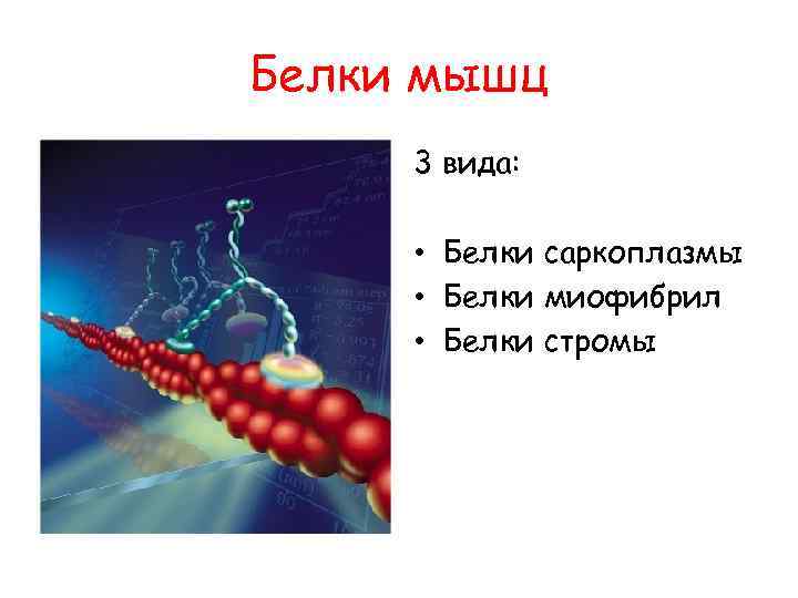 Белком мышц является. Белки мышц. Виды мышечных белков. Строение мышцы белки. Белки состоят из.