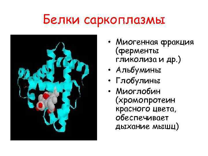 Альбумины гамма глобулины. Состав саркоплазмы. Альбумины и глобулины биохимия. Альбумины и глобулины в кровеносных сосудах. Хромопротеин.