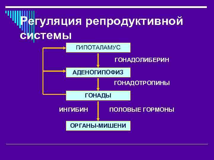 Регуляция репродуктивной системы ГИПОТАЛАМУС ГОНАДОЛИБЕРИН АДЕНОГИПОФИЗ ГОНАДОТРОПИНЫ ГОНАДЫ ИНГИБИН ПОЛОВЫЕ ГОРМОНЫ ОРГАНЫ-МИШЕНИ 