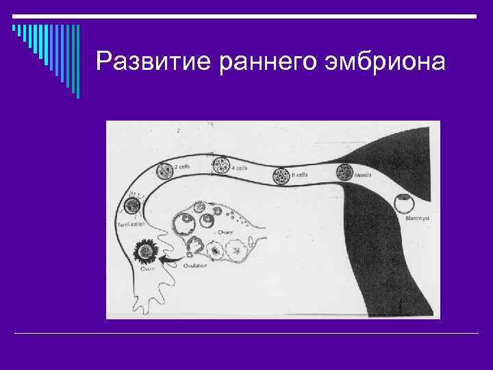 Развитие раннего эмбриона 