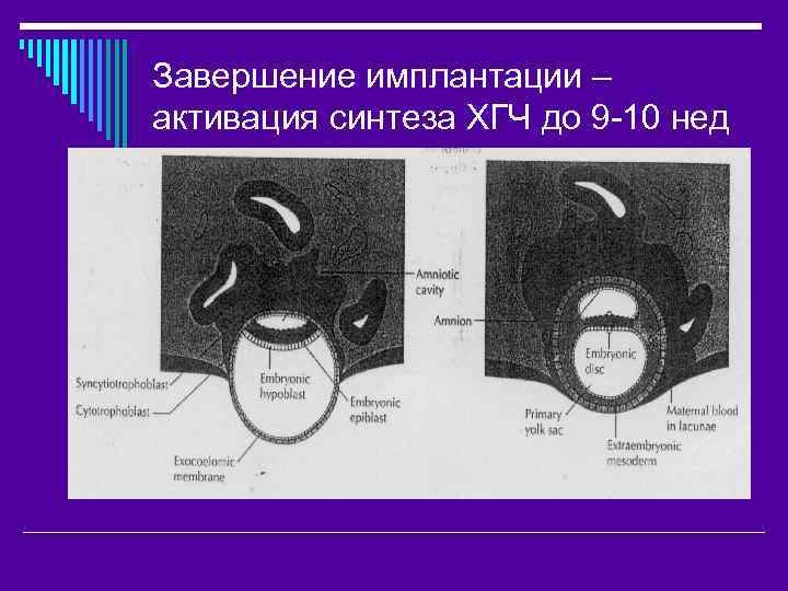 Завершение имплантации – активация синтеза ХГЧ до 9 -10 нед 