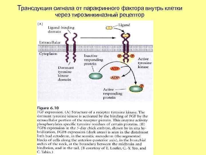 Трансдукция сигнала от паракринного фактора внутрь клетки через тирозинкиназный рецептор 