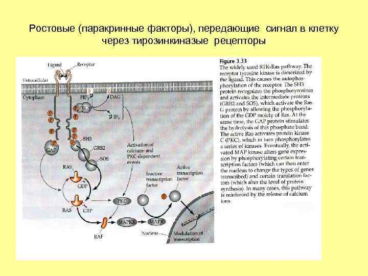 Ростовые (паракринные факторы), передающие сигнал в клетку через тирозинкиназые рецепторы 