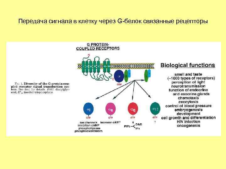 Передача сигнала в клетку через G-белок связанные рецепторы 