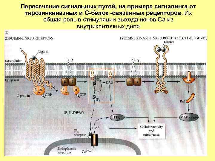 Пересечение сигнальных путей, на примере сигналинга от тирозинкиназных и G-белок -связанных рецепторов. Их общая