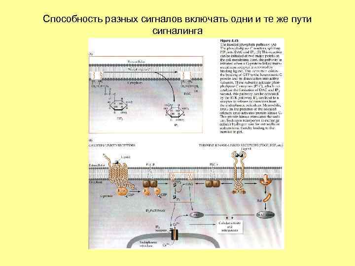 Способность разных сигналов включать одни и те же пути сигналинга 