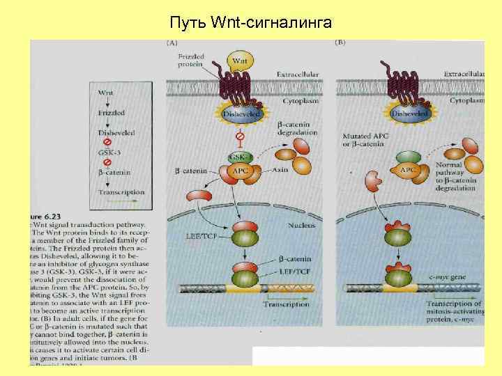 Путь Wnt-сигналинга 