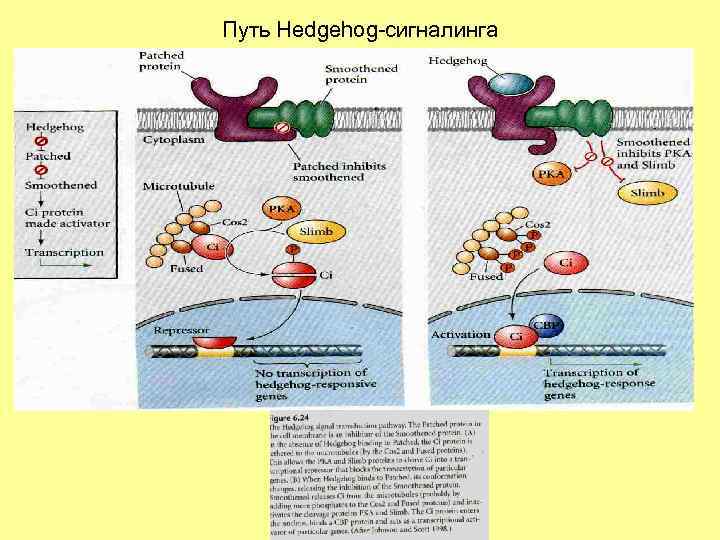 Путь Hedgehog-сигналинга 