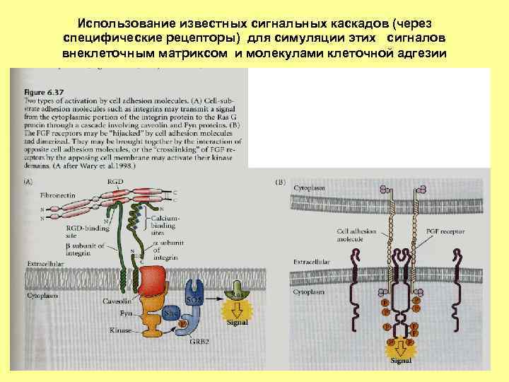 Использование известных сигнальных каскадов (через специфические рецепторы) для симуляции этих сигналов внеклеточным матриксом и