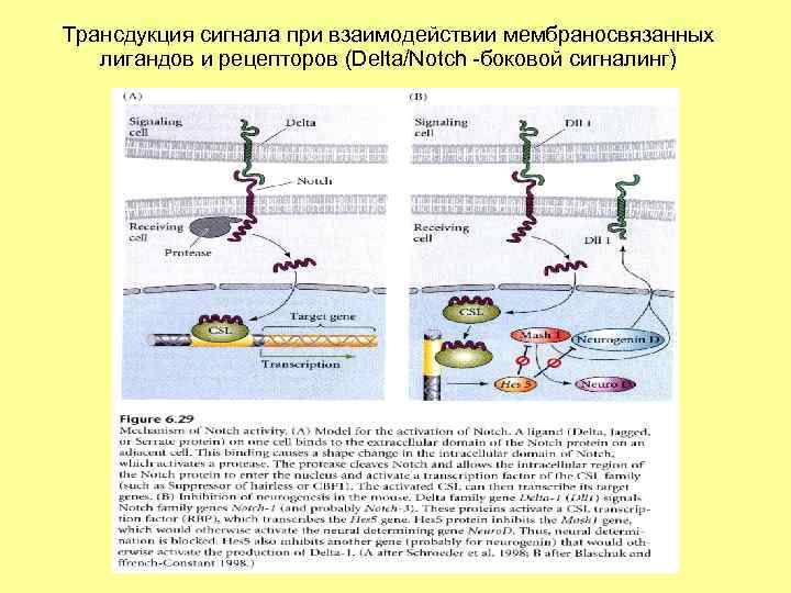 Трансдукция сигнала при взаимодействии мембраносвязанных лигандов и рецепторов (Delta/Notch -боковой сигналинг) 