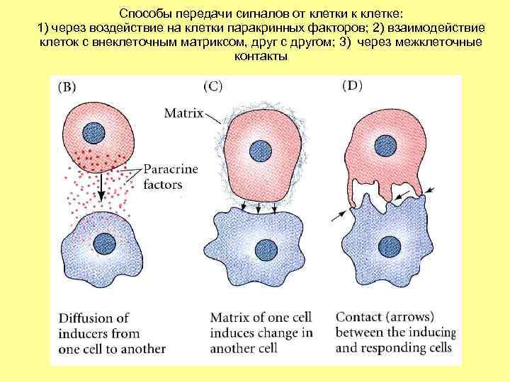 Способы передачи сигналов от клетки к клетке: 1) через воздействие на клетки паракринных факторов;