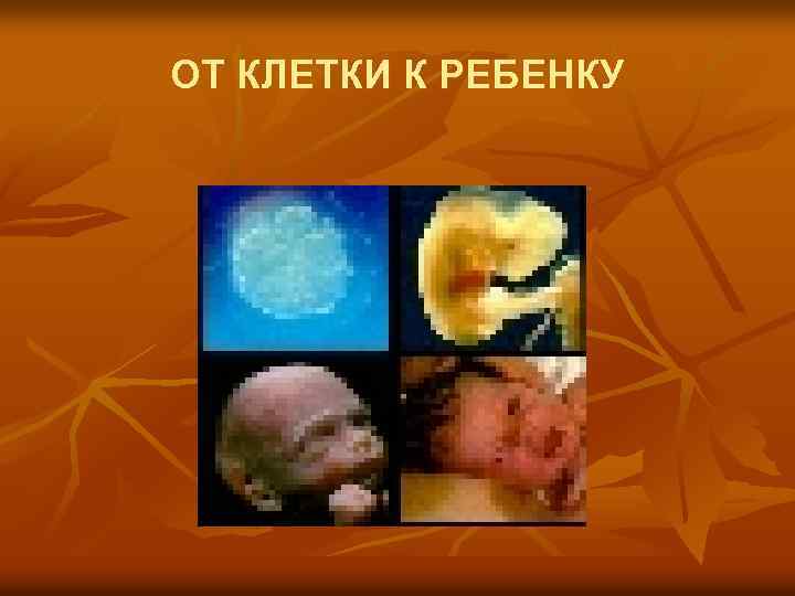 ОТ КЛЕТКИ К РЕБЕНКУ 