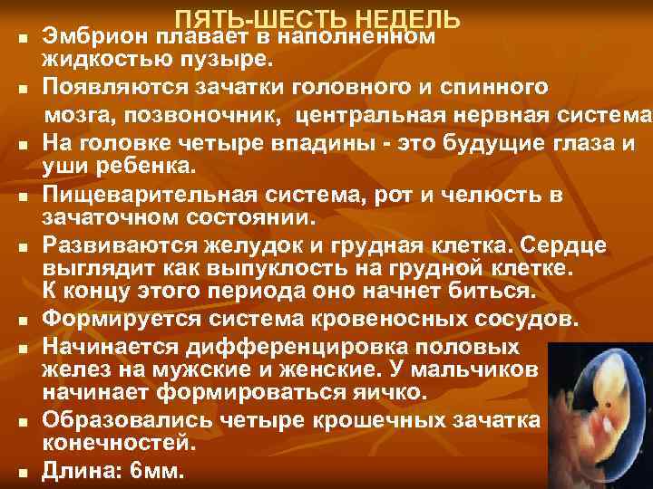 n n n n n ПЯТЬ-ШЕСТЬ НЕДЕЛЬ Эмбрион плавает в наполненном жидкостью пузыре. Появляются