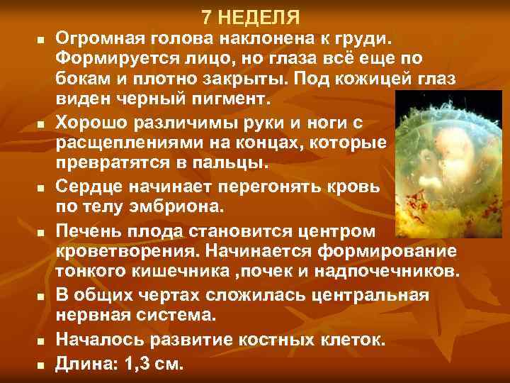 7 НЕДЕЛЯ n n n n Огромная голова наклонена к груди. Формируется лицо, но