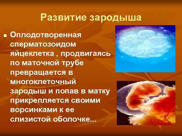Развитие зародыша n Оплодотворенная сперматозоидом яйцеклетка , продвигаясь по маточной трубе превращается в многоклеточный