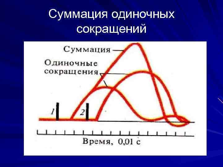 Суммация одиночных сокращений 