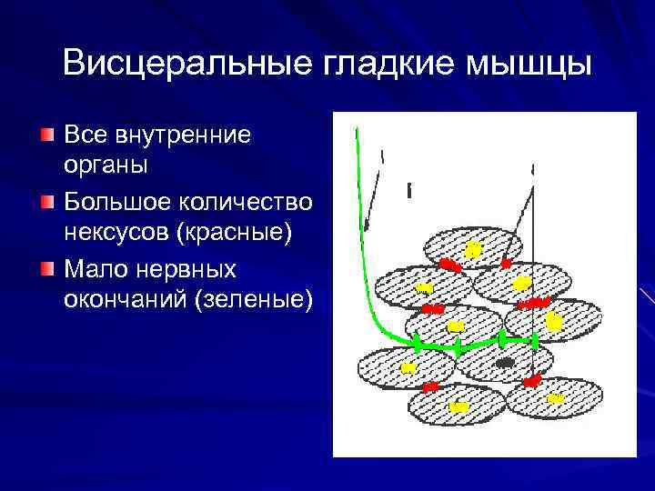 Висцеральные гладкие мышцы Все внутренние органы Большое количество нексусов (красные) Мало нервных окончаний (зеленые)